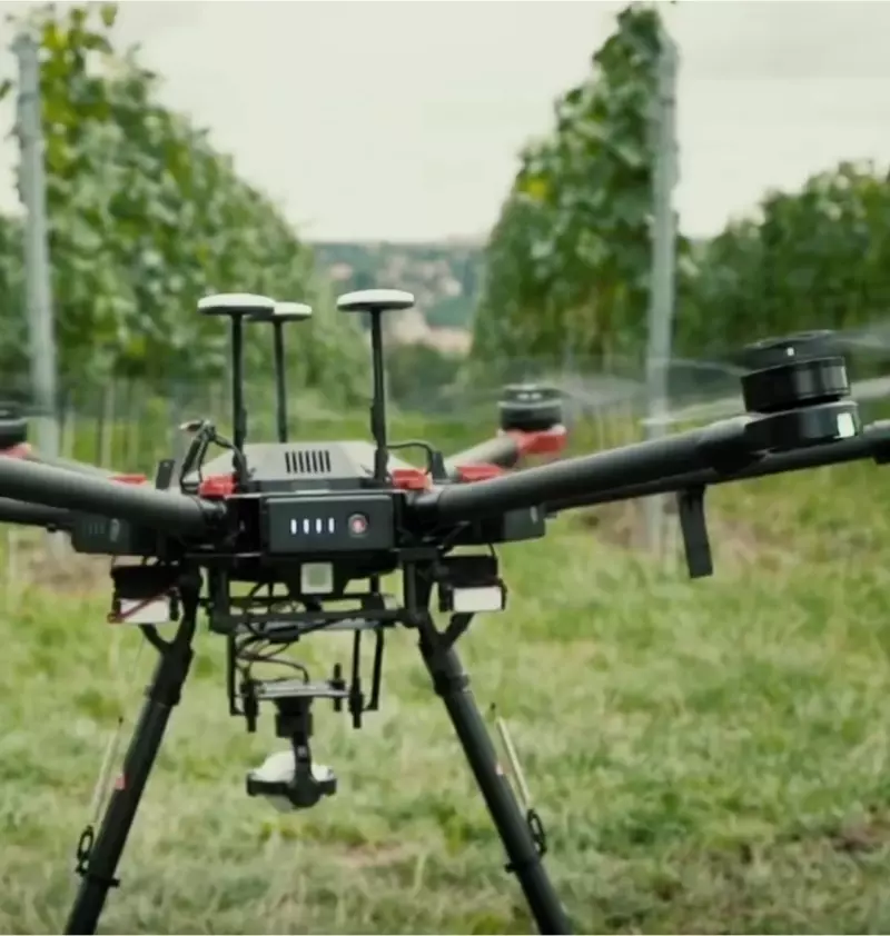 Eine Drohne fliegt auf die Reben eines Weinbergs zu.