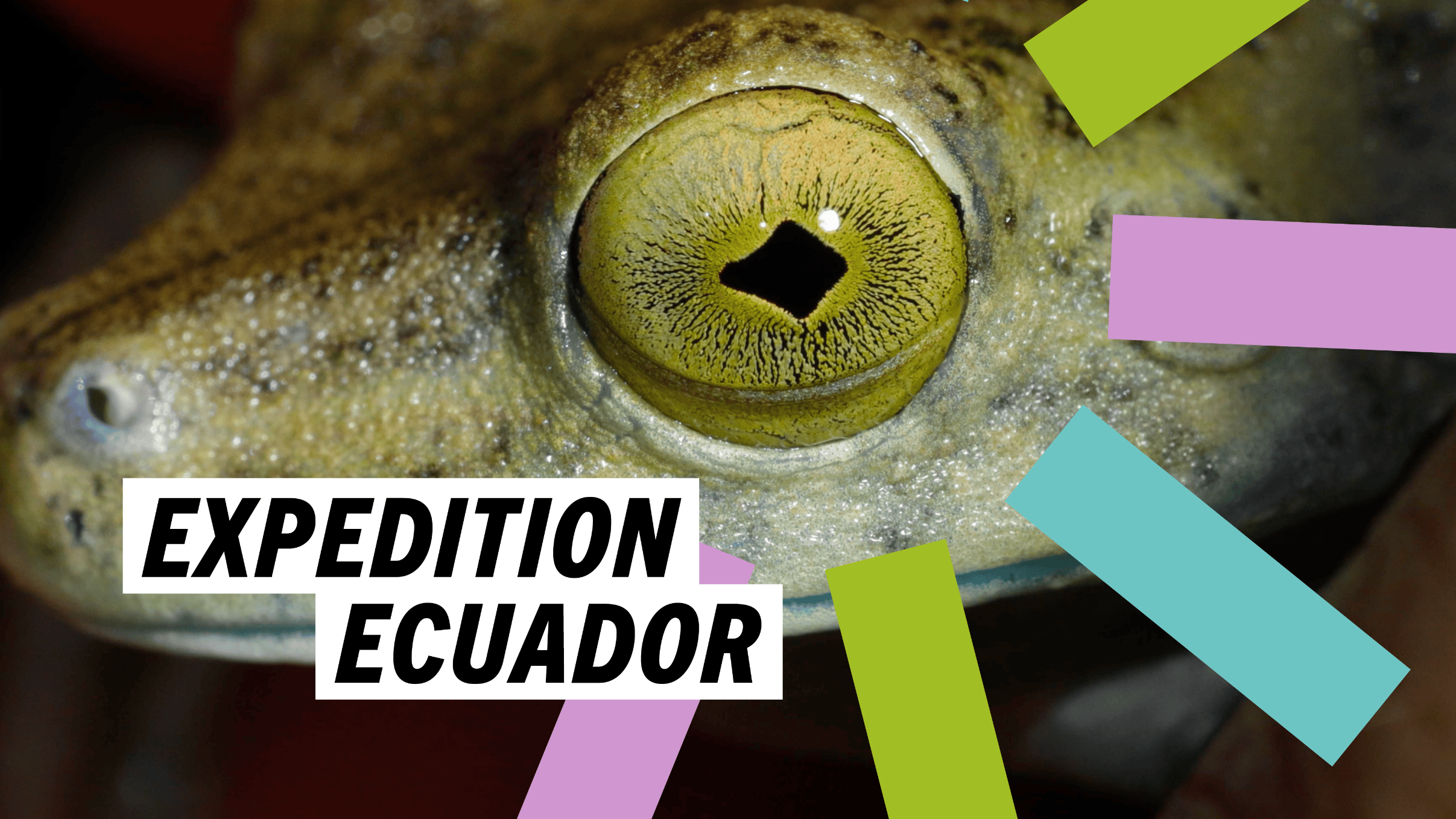 Nahaufnahme eines Froschauges mit gestaltetem Titel Expedition Ecuador